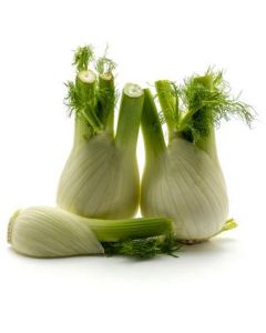 Fennel - Netherlands   