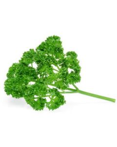 Curly Parsley - Netherlands   