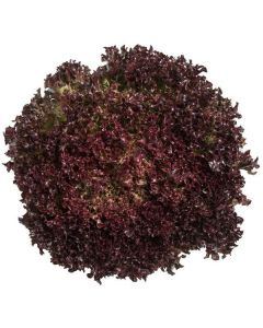 Lollo Rosso Lettuce - Kuwait   