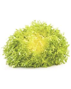 Yellow Frisee Lettuce - Netherlands   