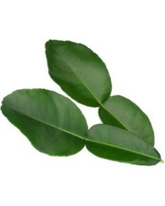 Kaffir Lime Leaves - Netherlands   