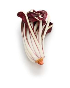 Radicchio Di Treviso Fino Lettucea - Netherlands   