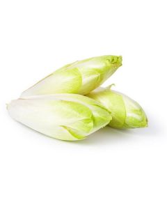 Endive Chicory - Netherlands   