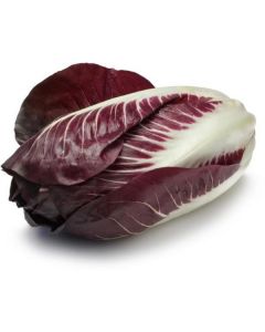 Radicchio Verona Lettuce - Netherlands   