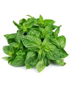 Basil Baby Leaves - Netherlands   