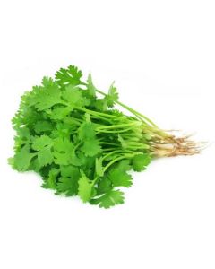 In Pot Coriander -Netherlands 1 X  Piece 