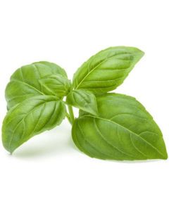 Basil- Italy   