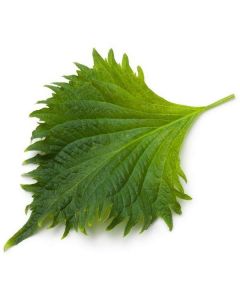 Shiso Green Leaves -Netherlands 15 X  Piece 