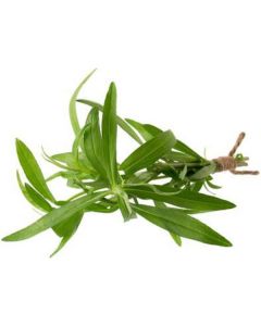 Tarragon   