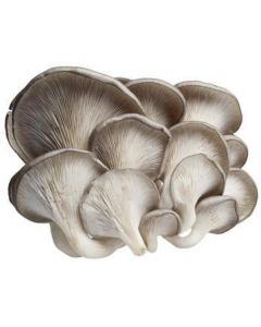 Oyster Mushroom - Netherlands   