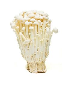 Enoki Mushroom - Netherlands   