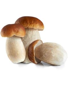 Mushroom Porcini - Netherlands   