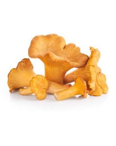 Yellow Chanterelle Mushroom - Netherlands   