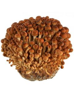 Golden Enoki Mushroom - Netherlands 20 X  Plastic Box 