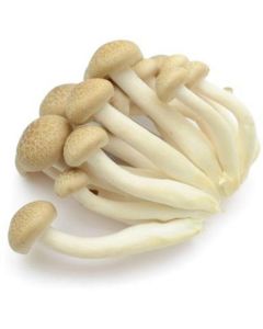 White Shimeji Mushroom - Netherlands   