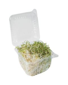 Alfalfa Sprouts - Netherlands   