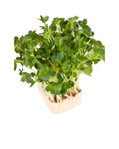 Daikon Cress - Netherlands 16 X  Bunch 