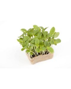 Borage Cress - Netherlands 16 X  Bunch 