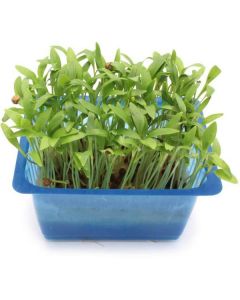 Ghoa Coriander Cress - Netherlands 16 X  Bunch 