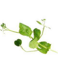 Cress Salad Pea - Netherlands   