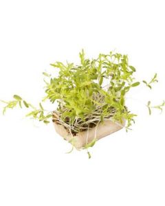 Kikuna Cress - Netherlands 25 X  Piece 