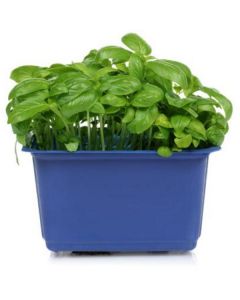 Basil Cress - Netherlands 16 X  Bunch 