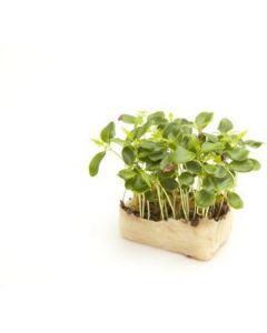 Tahoon Cress - Netherlands 16 X  Bunch 