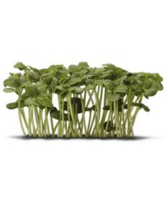 Green Cress Shiso - Netherlands 16 X  Bunch 