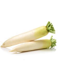 White Radish - Netherlands   