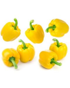 Yellow Baby Capsicum - Netherlands   