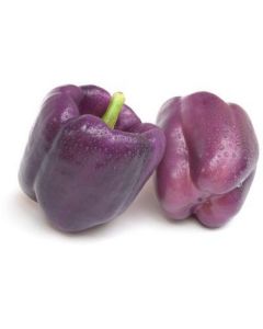 Purple Capsicum - Netherlands   