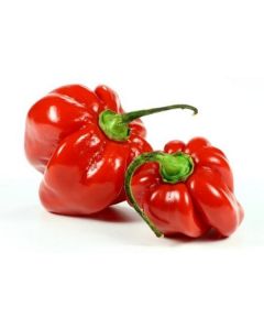 Red Habanero Chili Peppers   