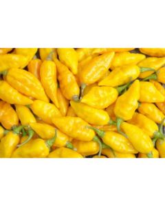 Yellow Habanero Chili Peppers   