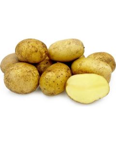 Agria Potatoes - Yemen   