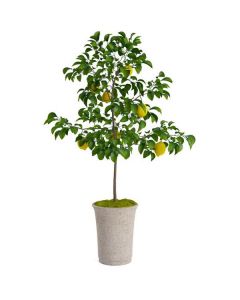 Growing Tree Lemon 1 X  Piece 