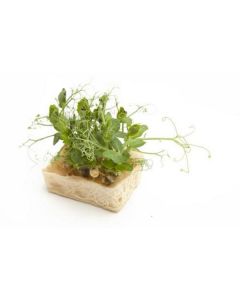 Affilla Cress - Netherlands 16 X  Bunch 