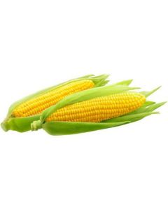 Corn on Cob   