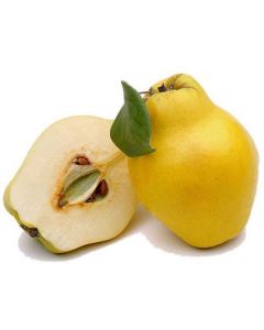 Quince - Lebanon   