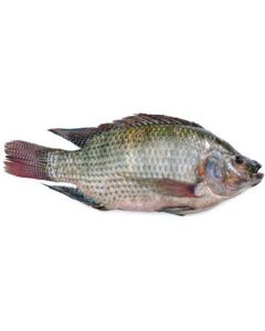 Frozen Whole Clean Tilapia Fish 200-300 (Thailand)   