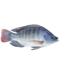 Frozen Tilapia Fish 1kg UP - China   