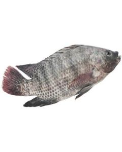 Frozen Whole Tilapia Fish 200-300 (India)   