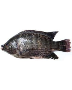 Frozen Tilapia Fish 1kg UP - Taiwan   