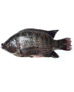 Frozen Whole Tilapia Fish 400-600 (Taiwan)   