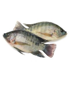 Frozen Whole Tilapia Fish 200-300   