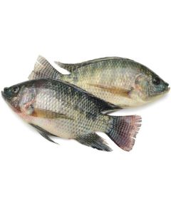 Frozen Whole Tilapia Fish 300-500   