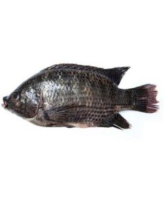 Frozen Whole Tilapia Fish 300-500   