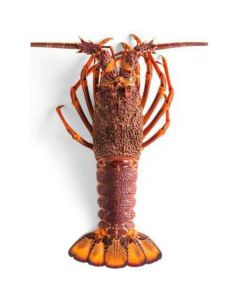 Frozen Rock Lobster whole U1 kg per Piece   