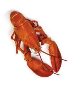 Frozen Sand Lobster whole 400-600 gm per Piece   