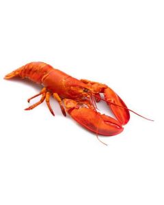 Frozen Whole Lobster 800-1000 gm per Piece   