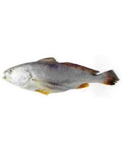 Frozen Silver Croaker (Nuwaibi)   